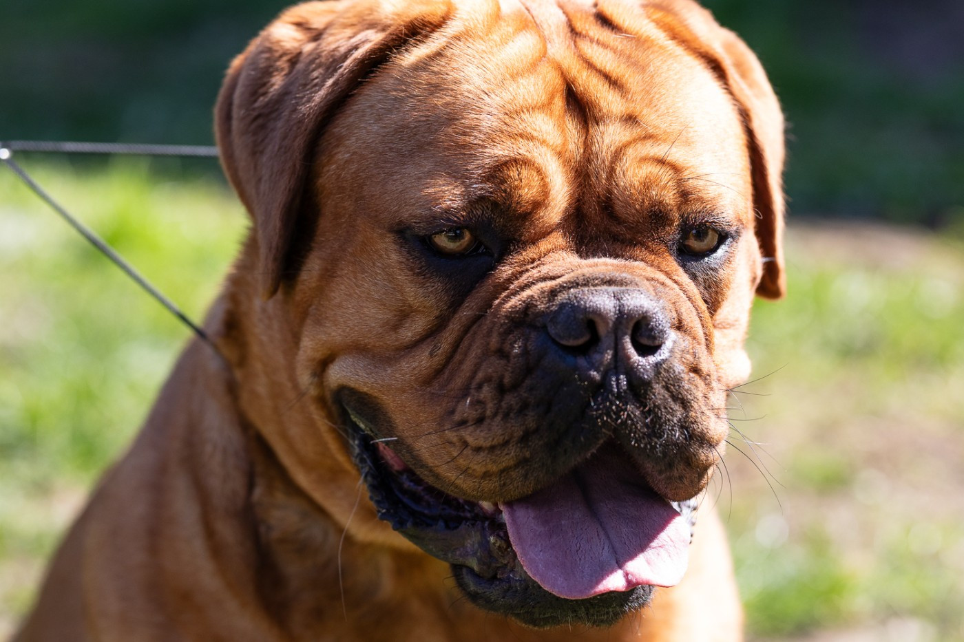 VAYA De La Commanderie Des Molosses