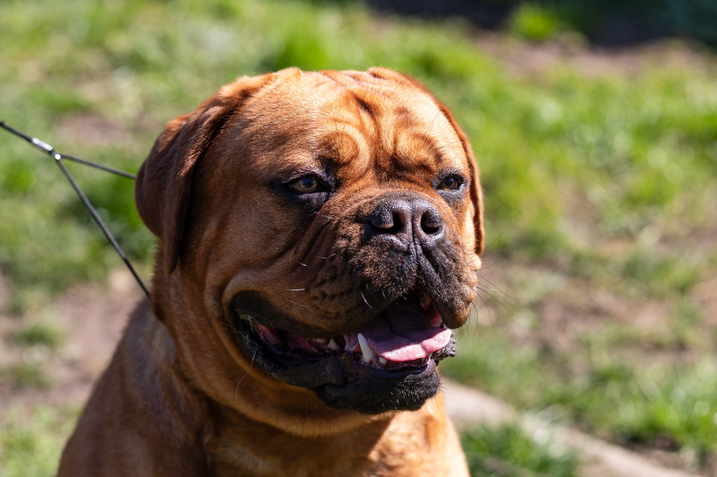 VAYA De La Commanderie Des Molosses