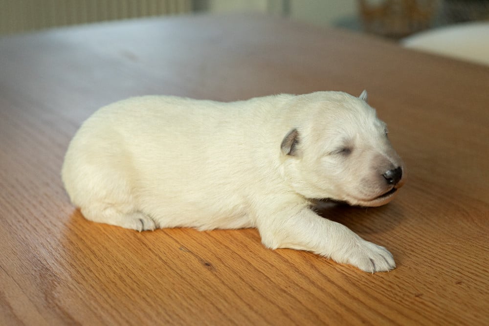 B - Berger Blanc Suisse