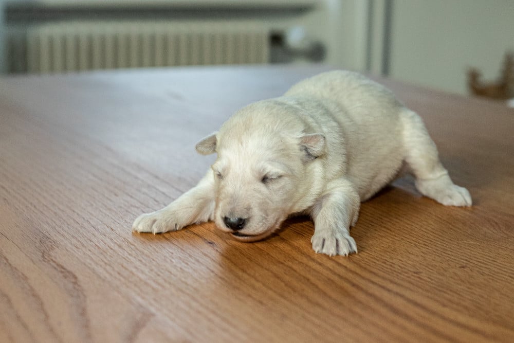 B - Berger Blanc Suisse
