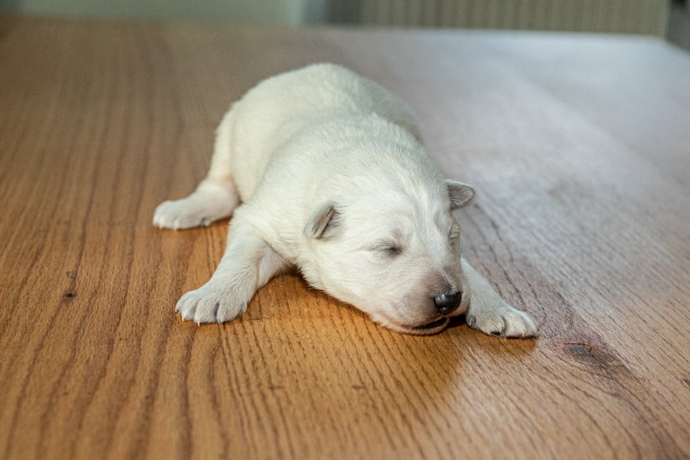 B - Berger Blanc Suisse