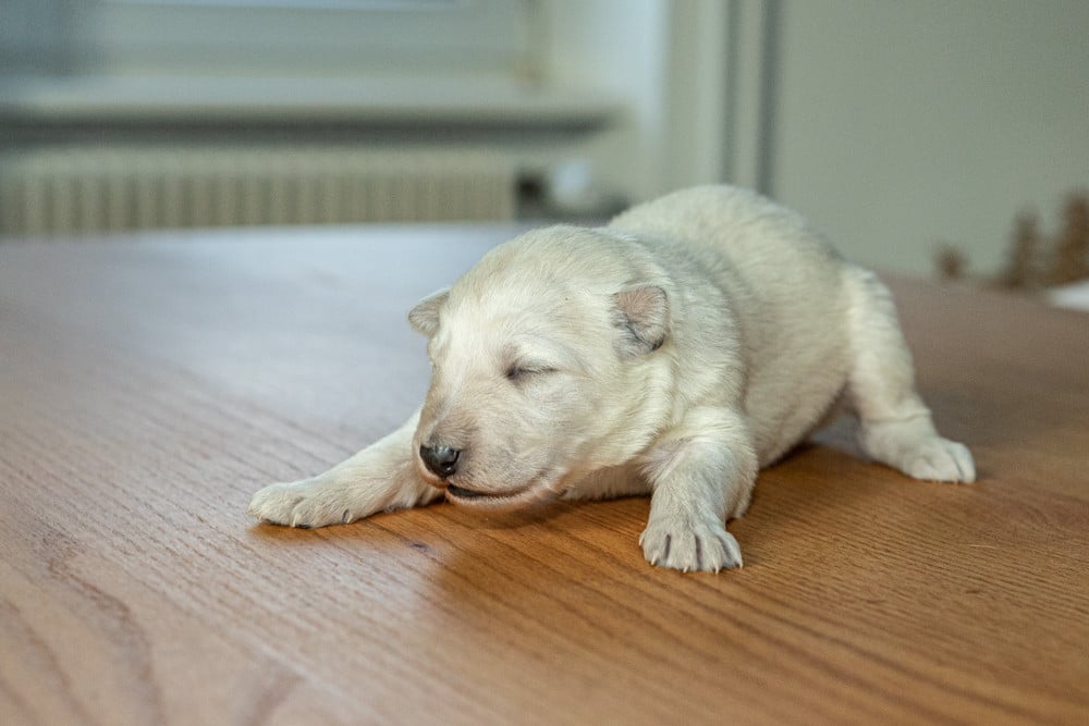 B - Berger Blanc Suisse