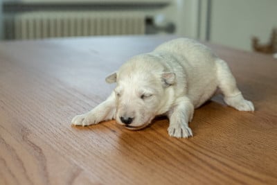 Les chiots de Berger Blanc Suisse