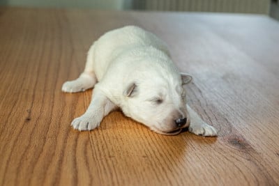 Les chiots de Berger Blanc Suisse