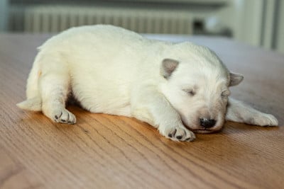 Les chiots de Berger Blanc Suisse