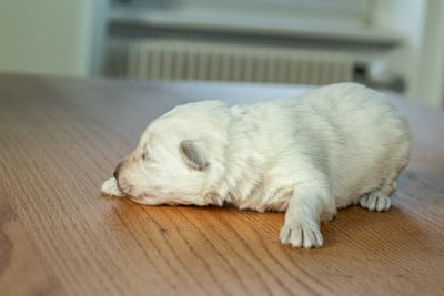 Les chiots de Berger Blanc Suisse
