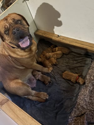 Les chiots de Dogue de Bordeaux