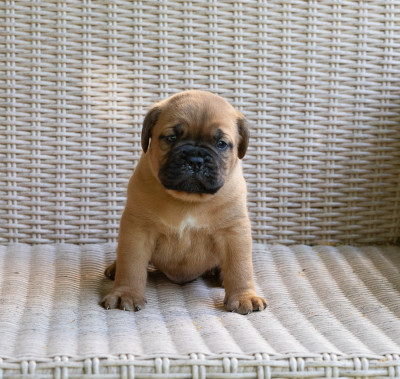 Les chiots de Dogue de Bordeaux