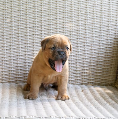 Les chiots de Dogue de Bordeaux