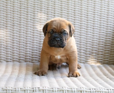Les chiots de Dogue de Bordeaux