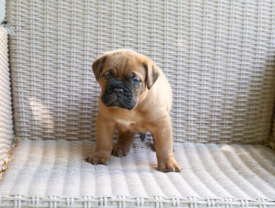 Les chiots de Dogue de Bordeaux