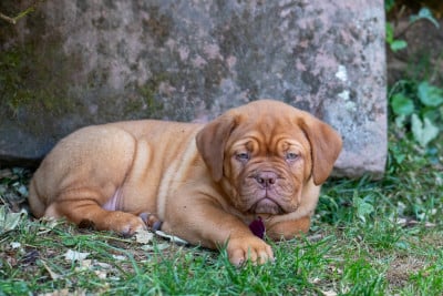 Les chiots de Dogue de Bordeaux