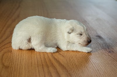 Les chiots de Berger Blanc Suisse