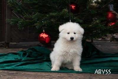 Les chiots de Berger Blanc Suisse