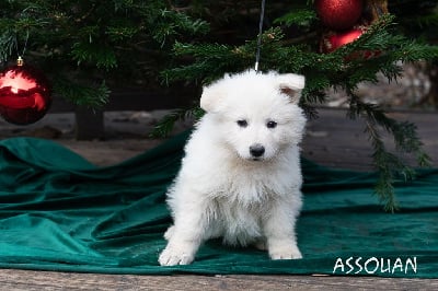 Les chiots de Berger Blanc Suisse