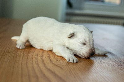 Les chiots de Berger Blanc Suisse