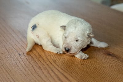 Les chiots de Berger Blanc Suisse