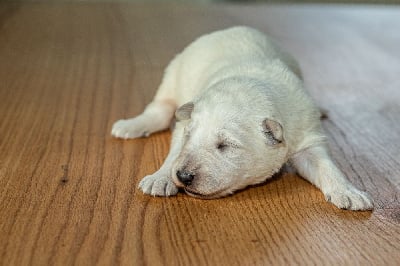 Les chiots de Berger Blanc Suisse