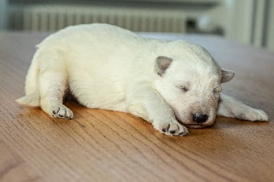 Les chiots de Berger Blanc Suisse