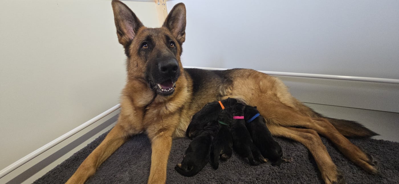 Chiot Berger Allemand