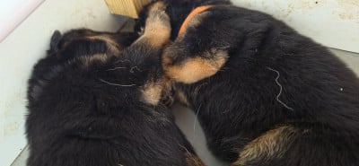 Les chiots de Berger Allemand