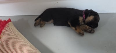 Les chiots de Berger Allemand