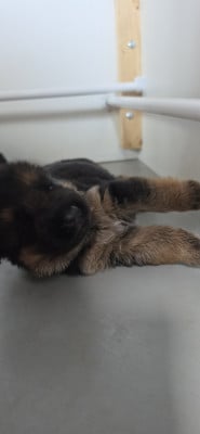 Les chiots de Berger Allemand