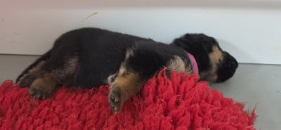 Les chiots de Berger Allemand