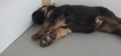 Les chiots de Berger Allemand