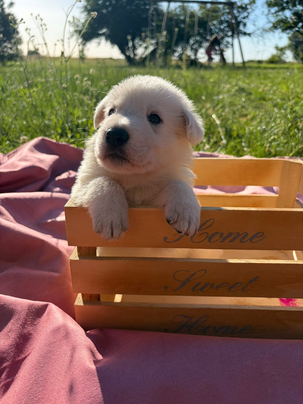 Mâle collier bleu - Berger Blanc Suisse