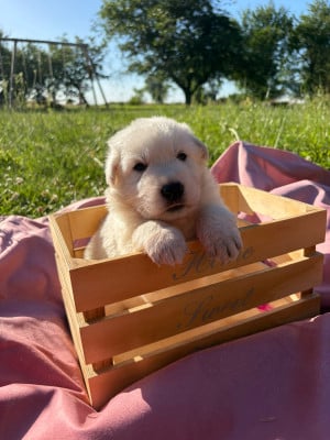 Mâle collier rouge - Berger Blanc Suisse