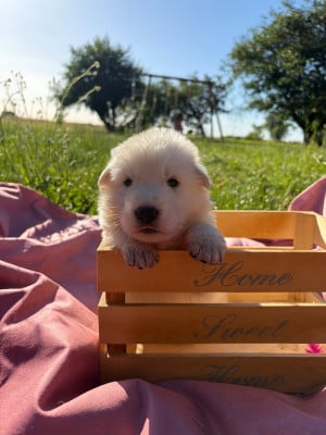 Mâle collier noir - Berger Blanc Suisse
