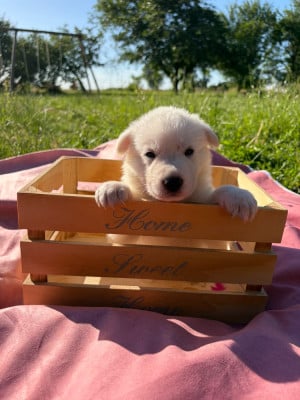 Femelle collier violet - Berger Blanc Suisse