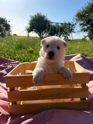 Femelle collier rose - Berger Blanc Suisse