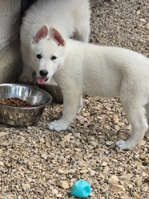 Les chiots de Berger Blanc Suisse