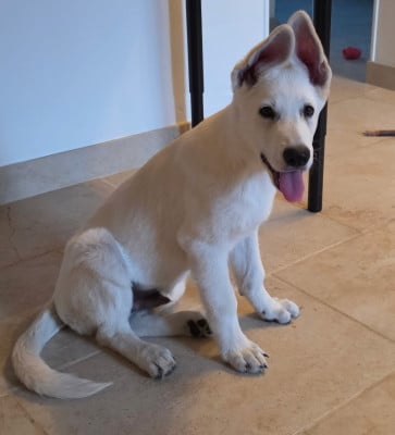 Les chiots de Berger Blanc Suisse