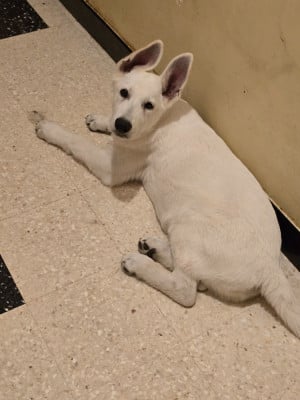 Les chiots de Berger Blanc Suisse