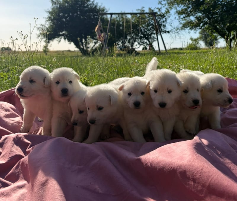 Berger Blanc Suisse - Des Rives Du Lugano