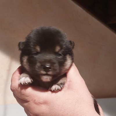 Les chiots de Shiba
