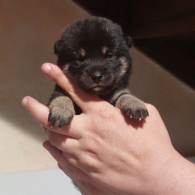 Les chiots de Shiba