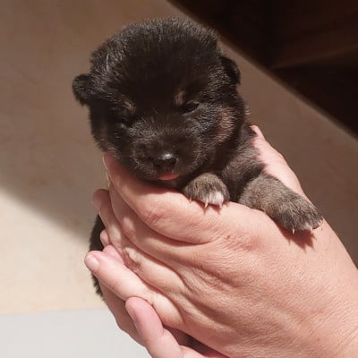 Les chiots de Shiba