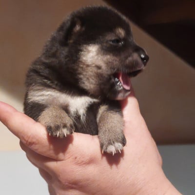 Les chiots de Shiba