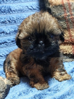 Shih Tzu