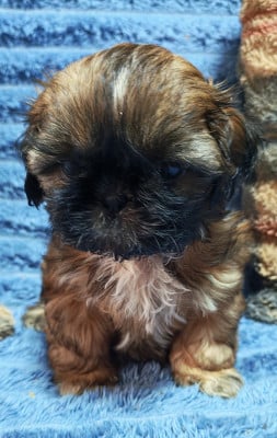 Collier orange - Shih Tzu