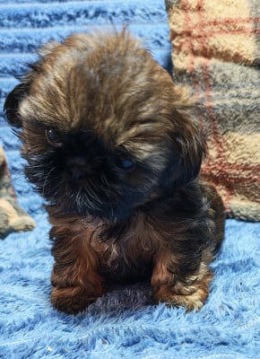 Collier violet - Shih Tzu