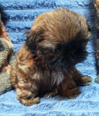 Collier rose - Shih Tzu