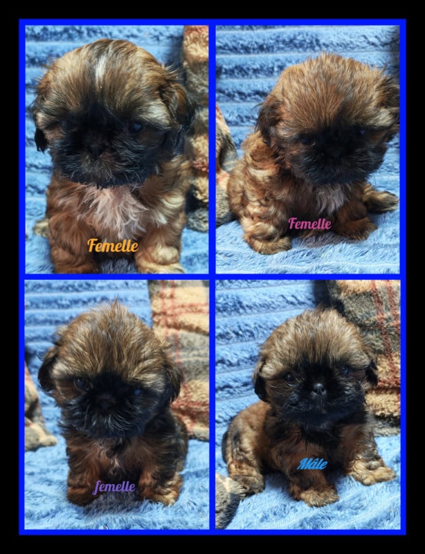 Shih Tzu - De La Foret De Chateau Charles