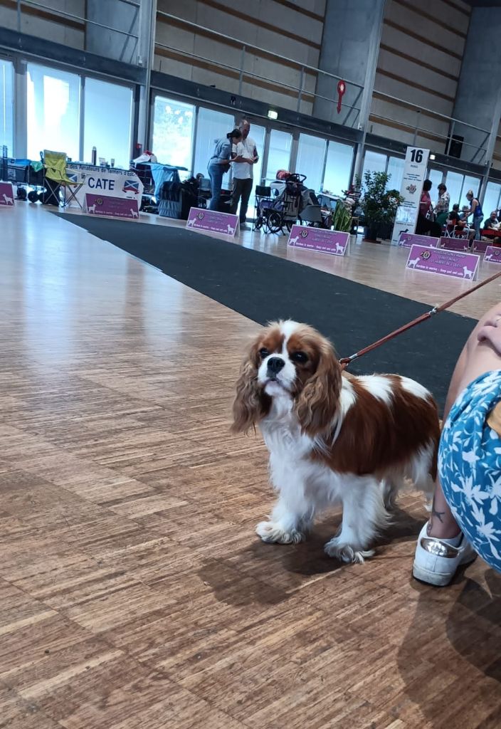 Vodka redbull Des Queues De Luma