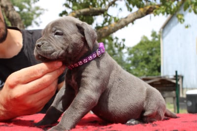 Les chiots de Cane Corso