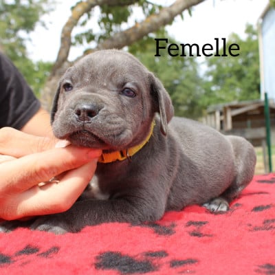 Les chiots de Cane Corso